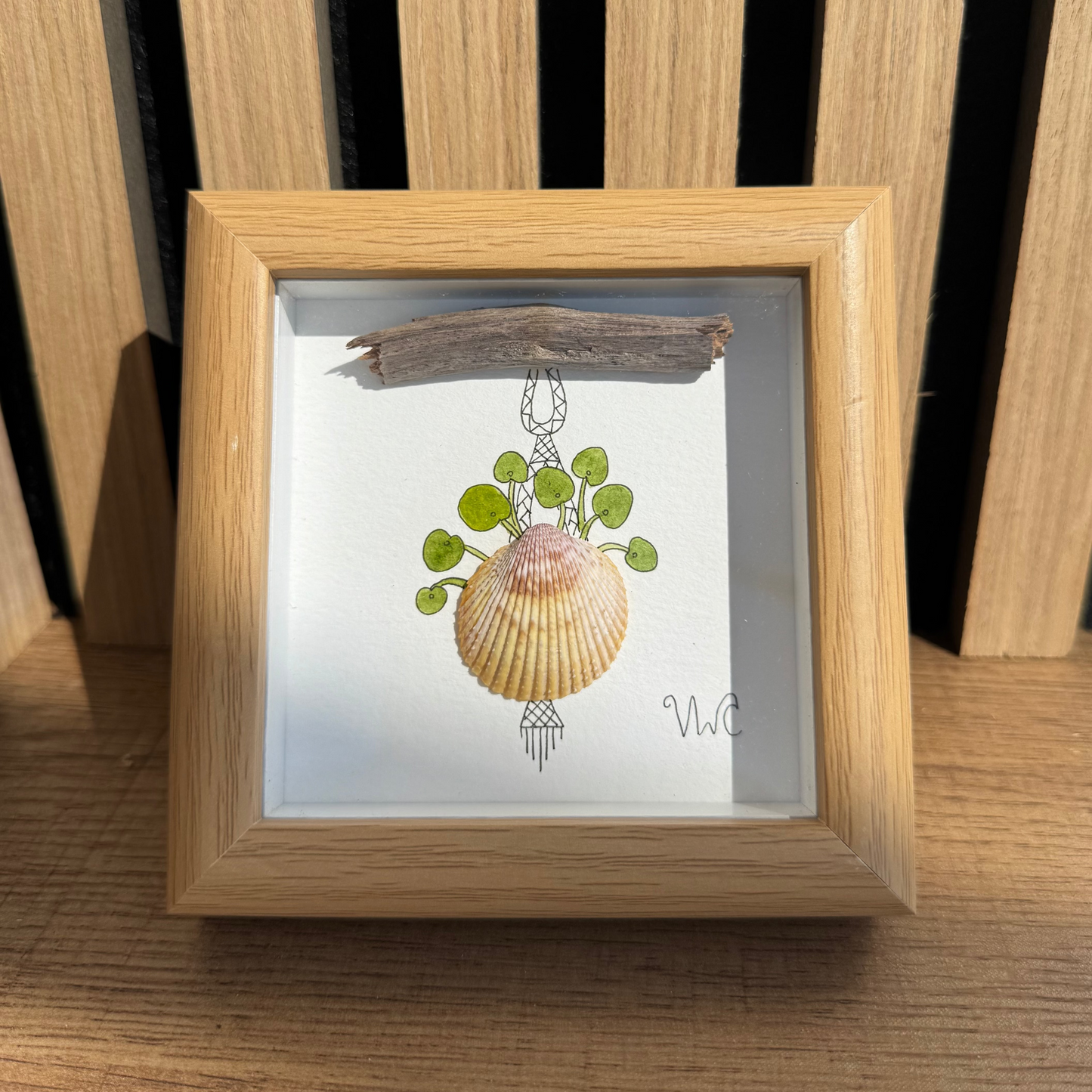 Chinese Money Plant in Cockle Shell