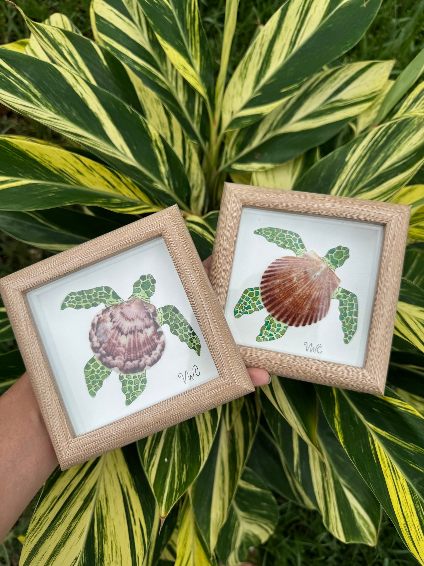 π’ Shell Love (Solo Turtle, 5x5)