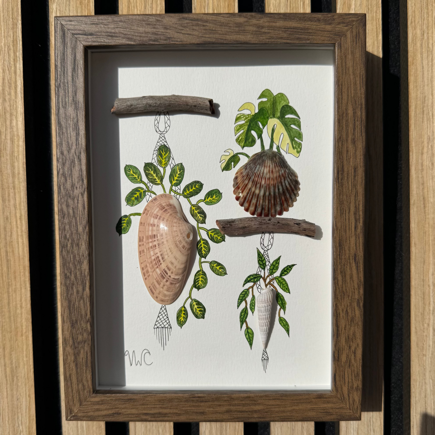 Prayer Plant, Albo Monstera & Hanging Hoya (5x7)