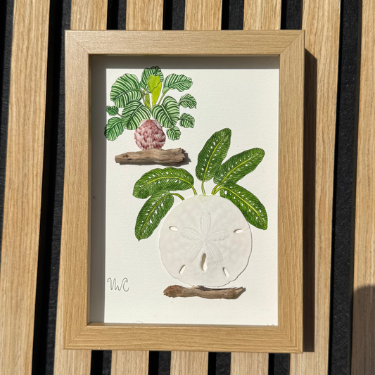 Calathea Orbifolia & Rhaphidophora Foraminifera (5x7)