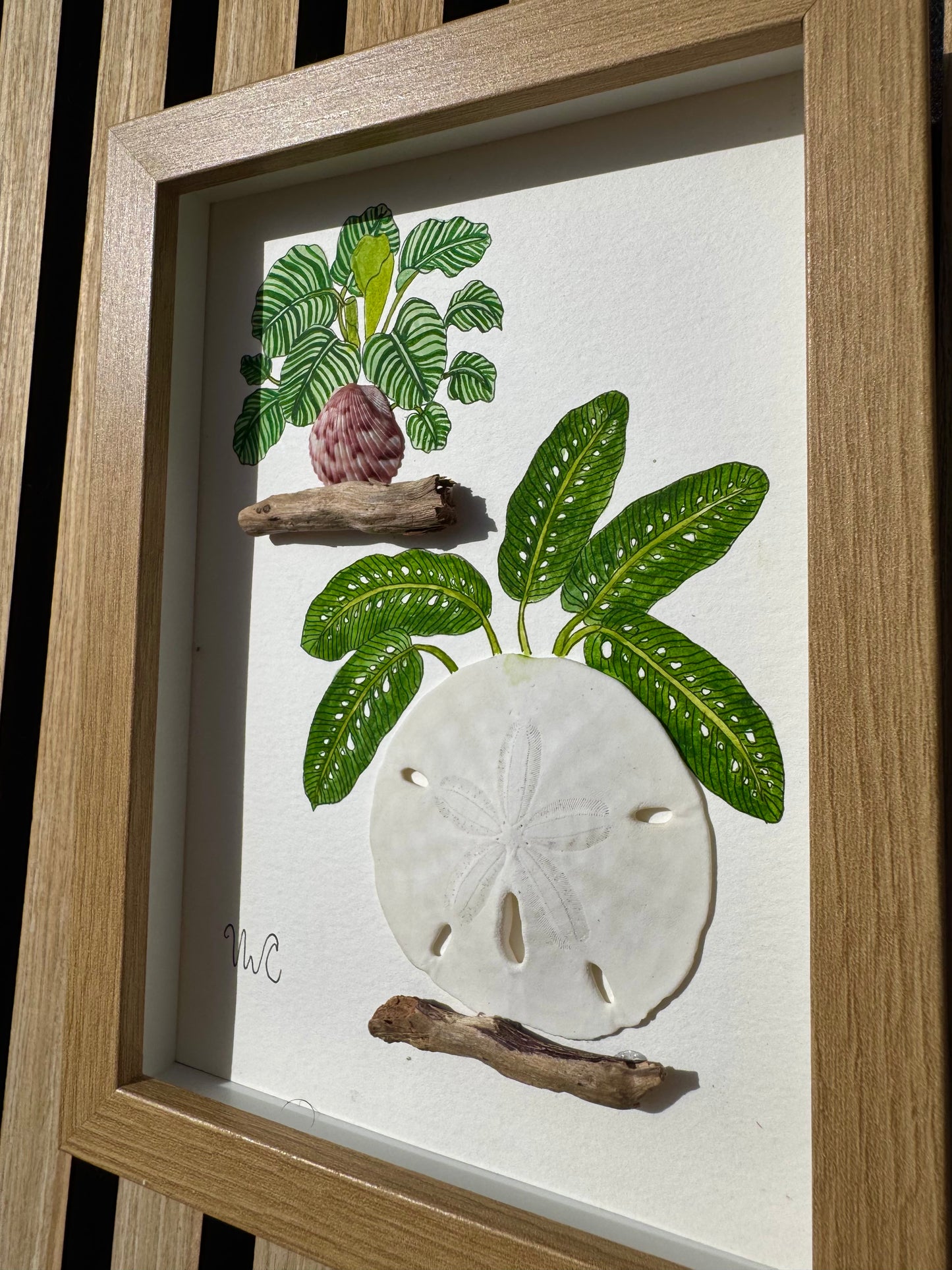 Calathea Orbifolia & Rhaphidophora Foraminifera (5x7)