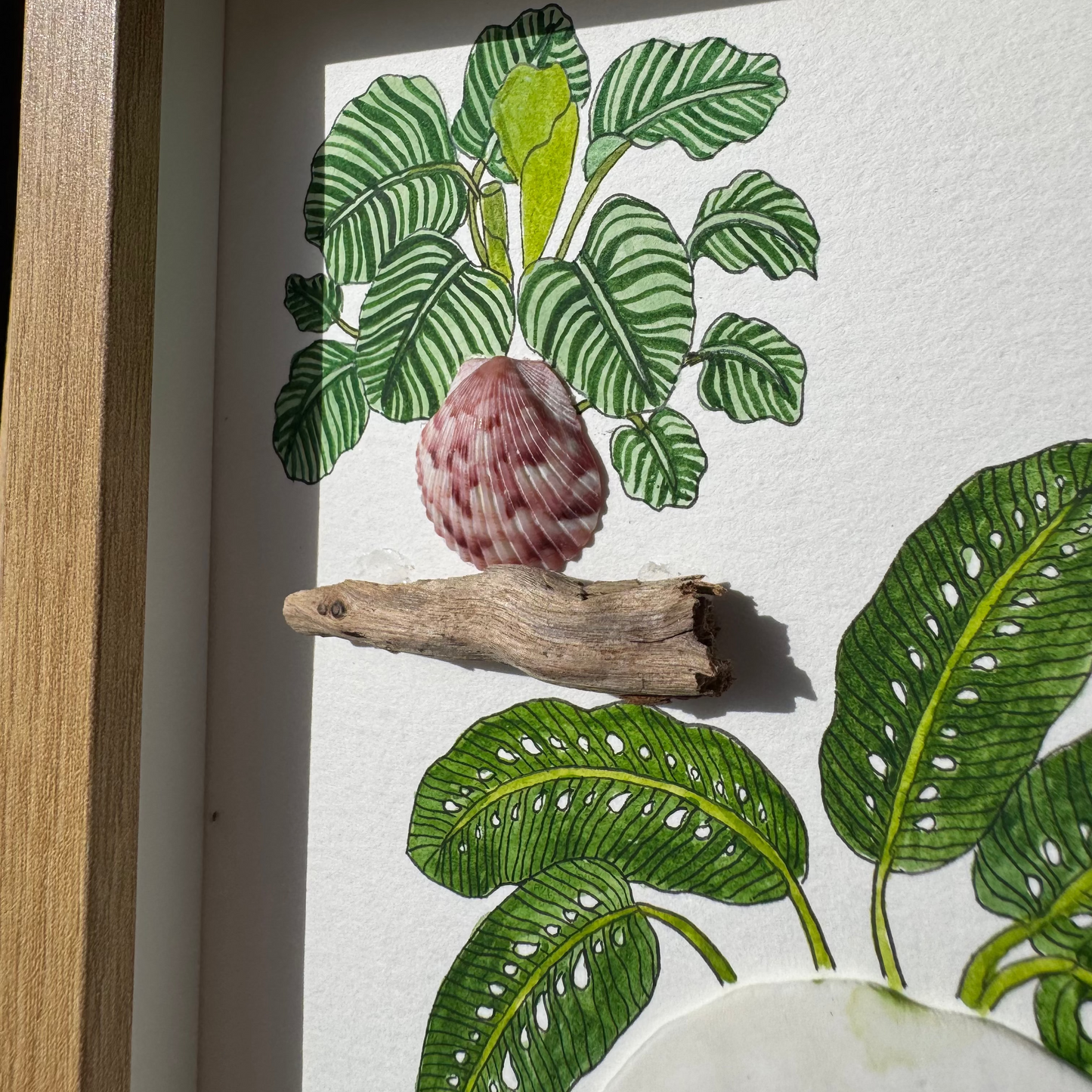 Calathea Orbifolia & Rhaphidophora Foraminifera (5x7)