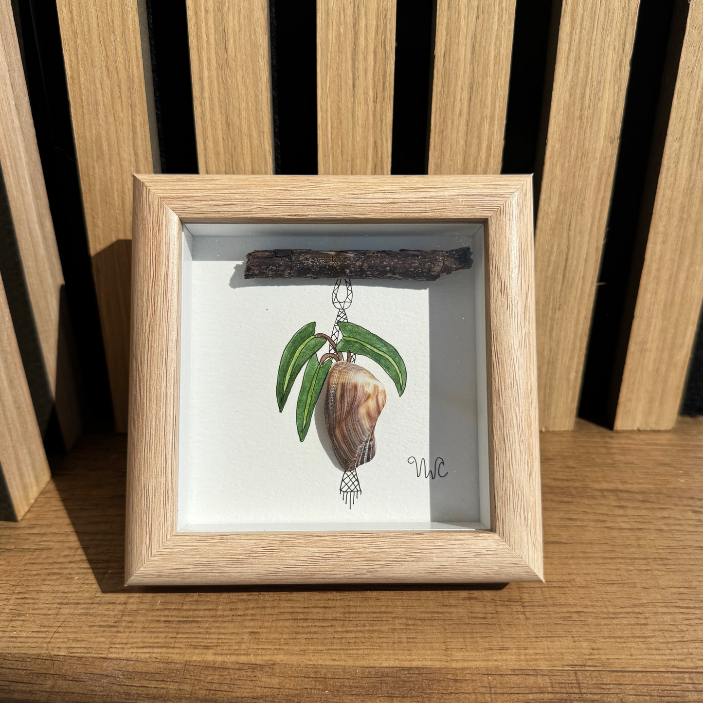 Philodendron Billietiae in Arca Zebra Shell