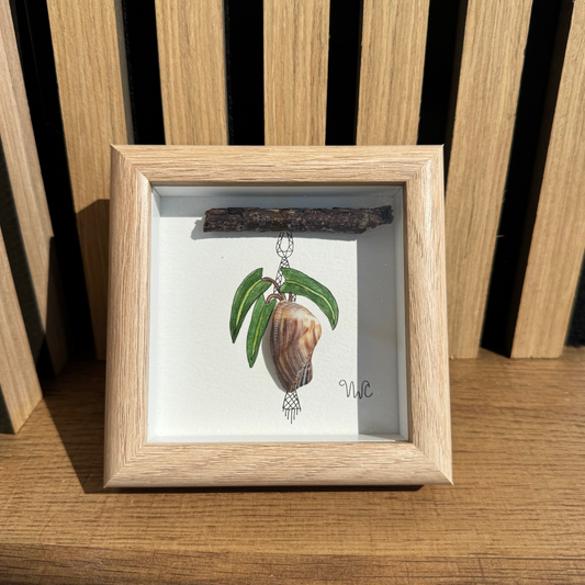 Philodendron Billietiae in Arca Zebra Shell