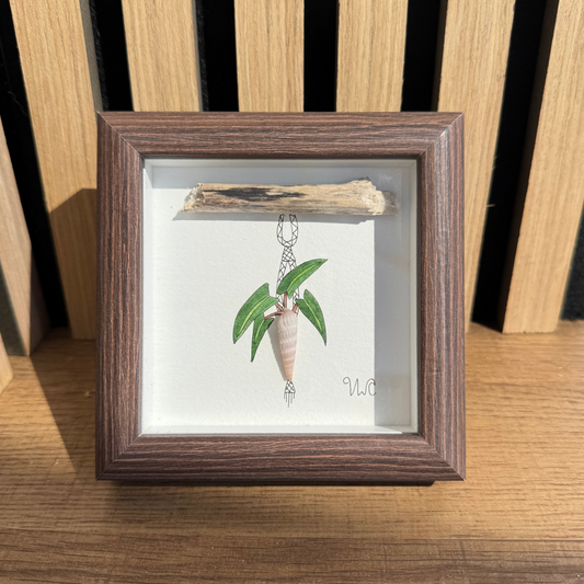 Philodendron Billietiae in Auger Shell